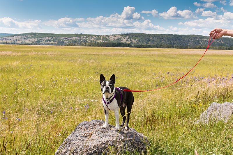 Are Dogs Allowed in Yellowstone National Park? 2026 Update