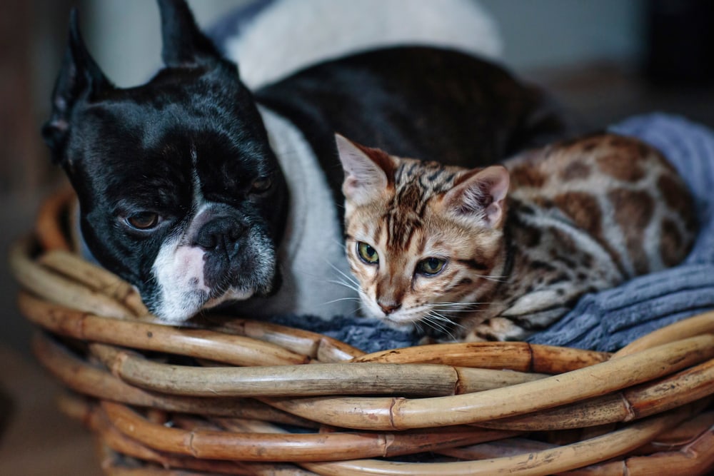 Will a Boston Terrier Be Good With a Cat? Introduction Tips & Tricks