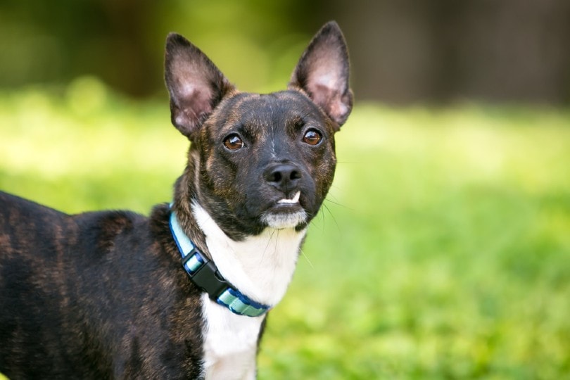 20 Boston Terrier Mixes (With Pictures)