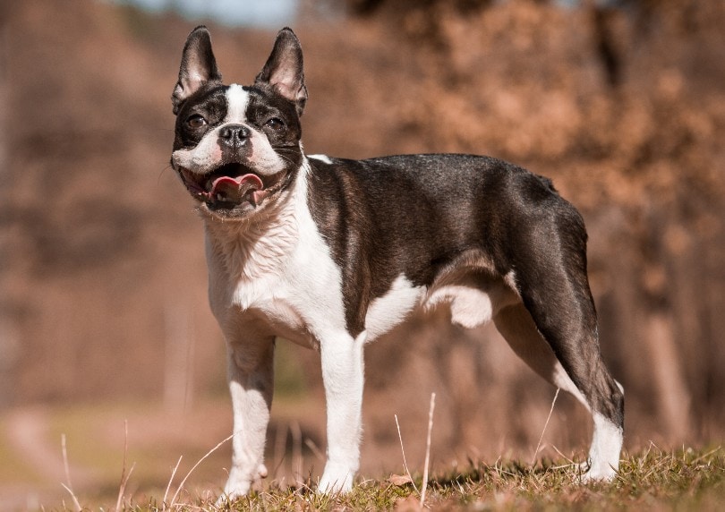 6 Amazing Boston Terrier Colors (With Pictures)