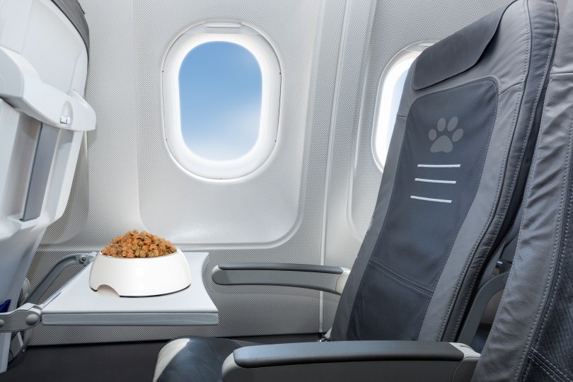 Can You Bring Dog Food on a Plane? 2026 Update & FAQ