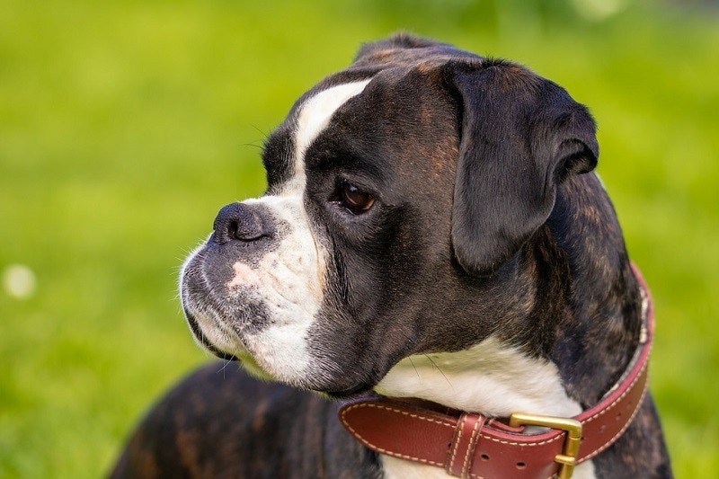 Boxer Dog Breeds & Colors (With Info & Pictures)
