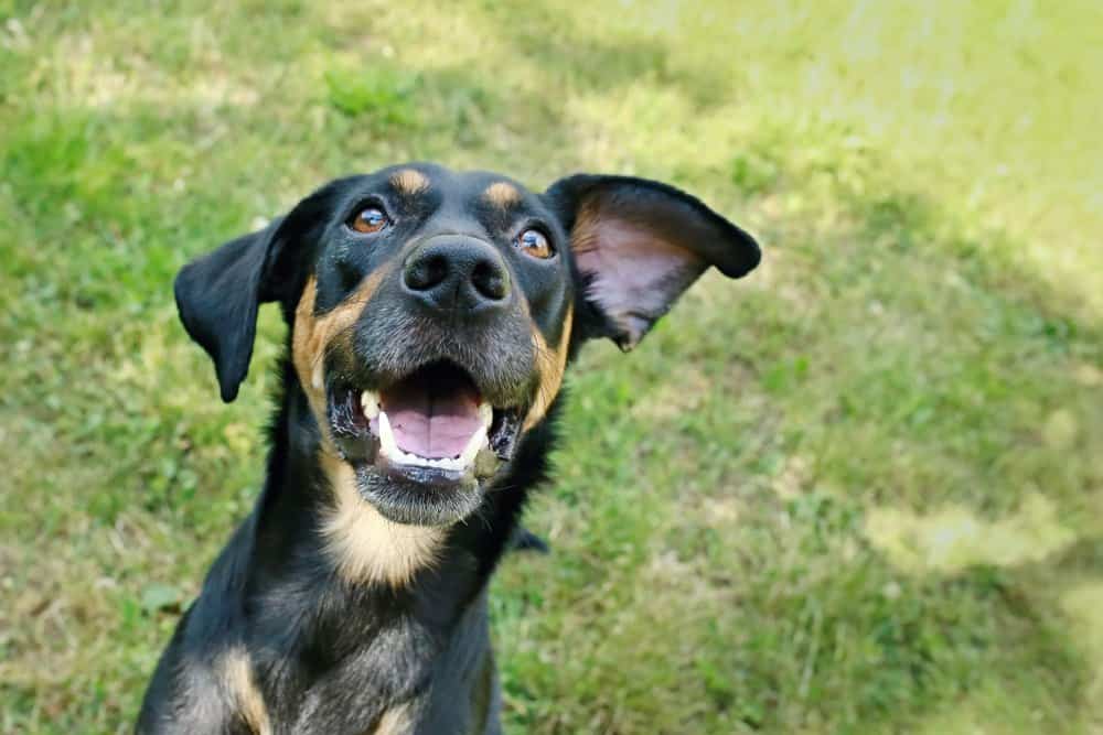 Boxerman (Boxer & Doberman Mix): Info, Pictures, Care & More