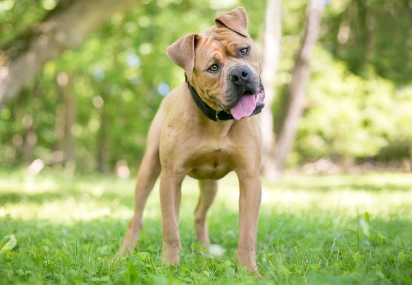 Boxpei (Boxer Shar-Pei Mix): Info, Pictures, Care & More