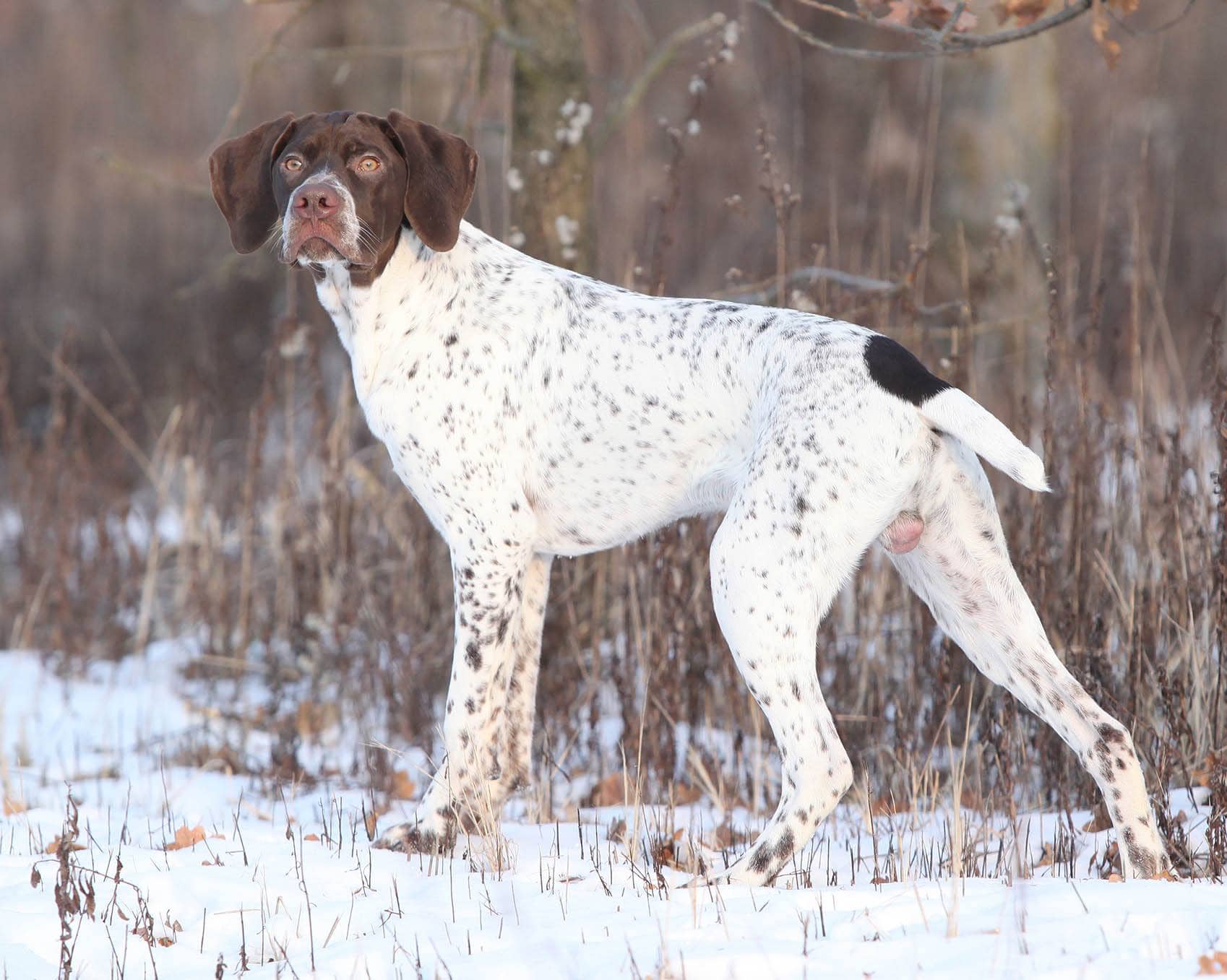 Braque Francais Dog Breed: Info, Pictures, Care & More