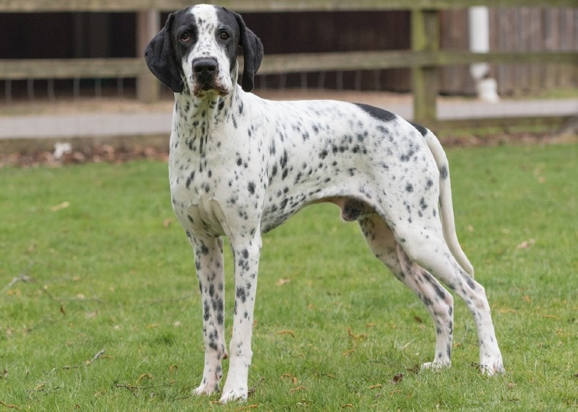 Braque d'Auvergne Dog Breed: Info, Pictures, Care & More