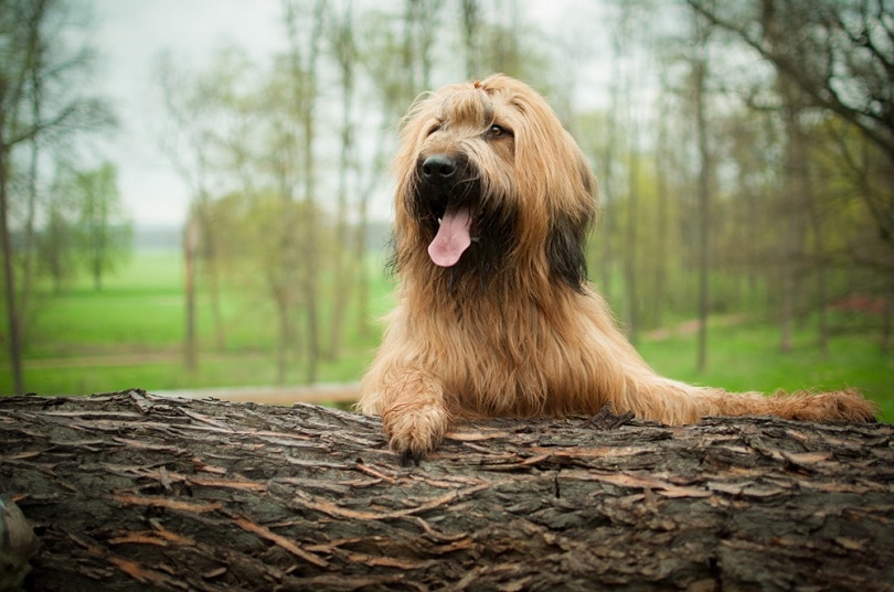 8 Big Dog Breeds That Don’t Drool: Info, Pictures & History