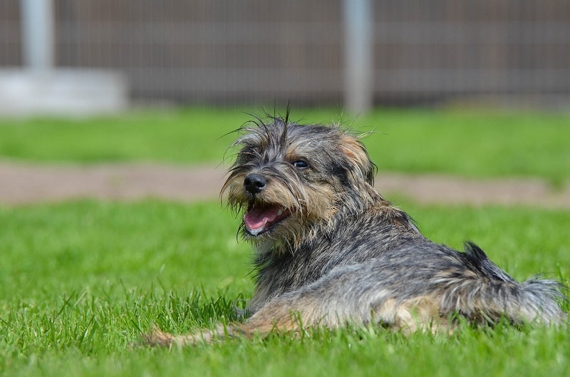 Brottweiler (Brussels Griffon & Rottweiler Mix): Info, Pictures, Care & More