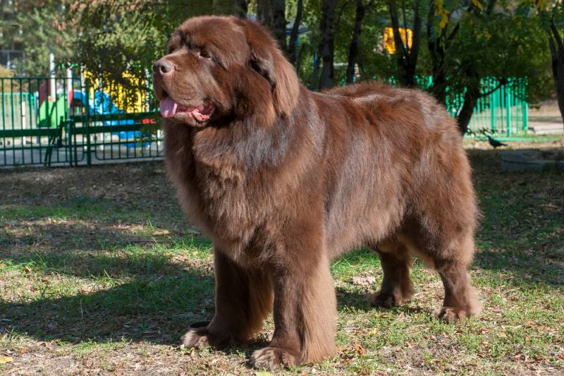 Brown Newfoundland Dog: Info, Pictures, Origin & More