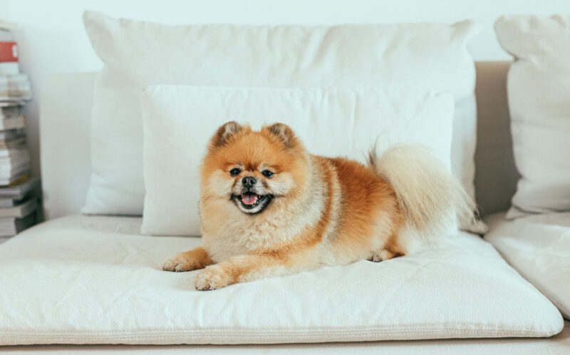 Can a Pomeranian Be Left Alone at Home? Important Factors & Tips