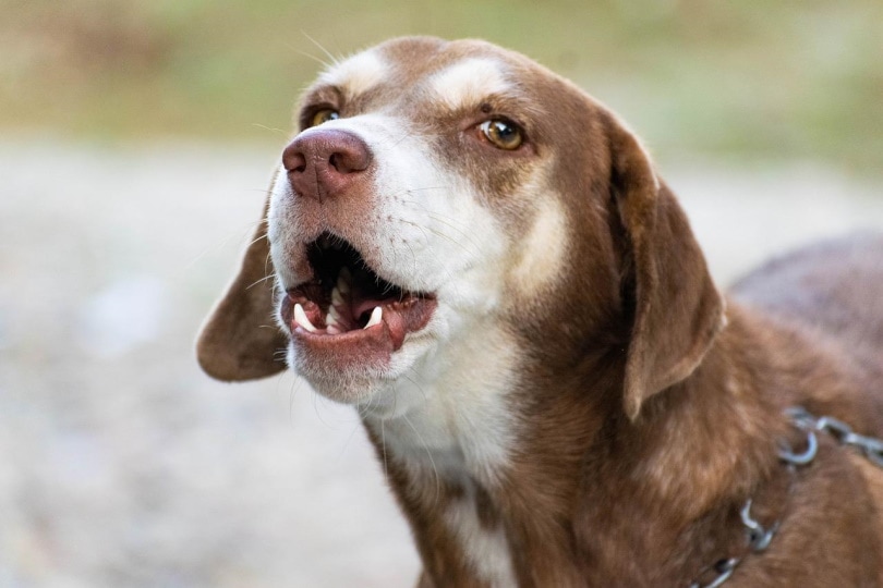 Why Is My Dog Barking at the Wall? 4 Vet-Verified Reasons & What to Do
