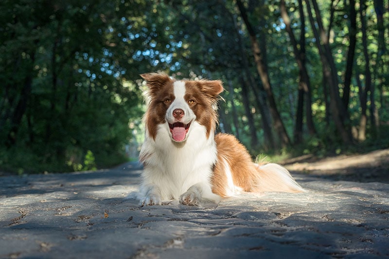 Will a Border Collie Be Good With My Cat? Facts & FAQ