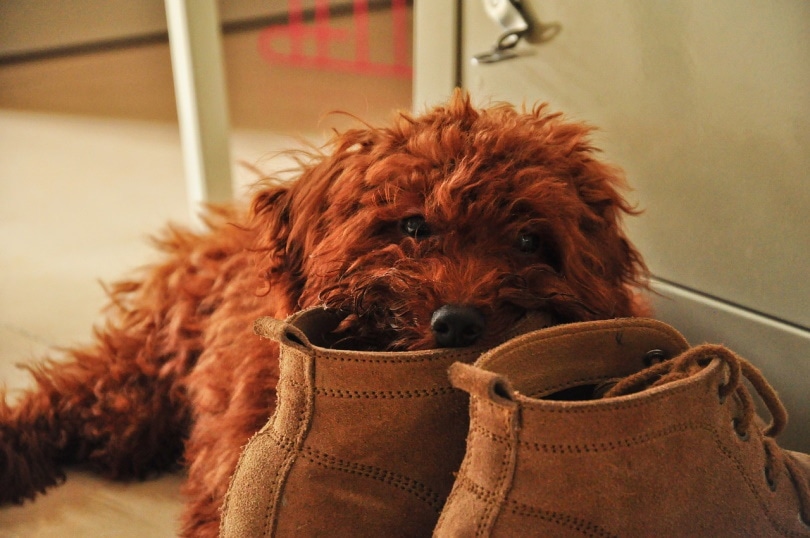 Why Does My Dog Steal My Shoes? 6 Vet-Verified Reasons & Tips