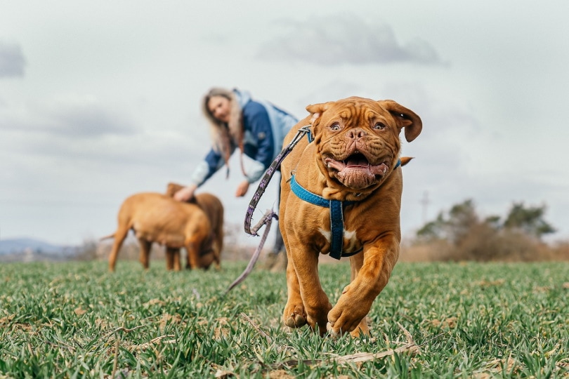 5 Great Off-Leash Dog Parks in Encinitas, CA You Can Visit Today