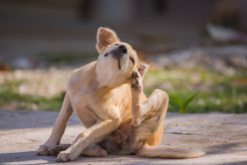 Can Dogs Get Bug Bites? Vet-Verified Identification & Care