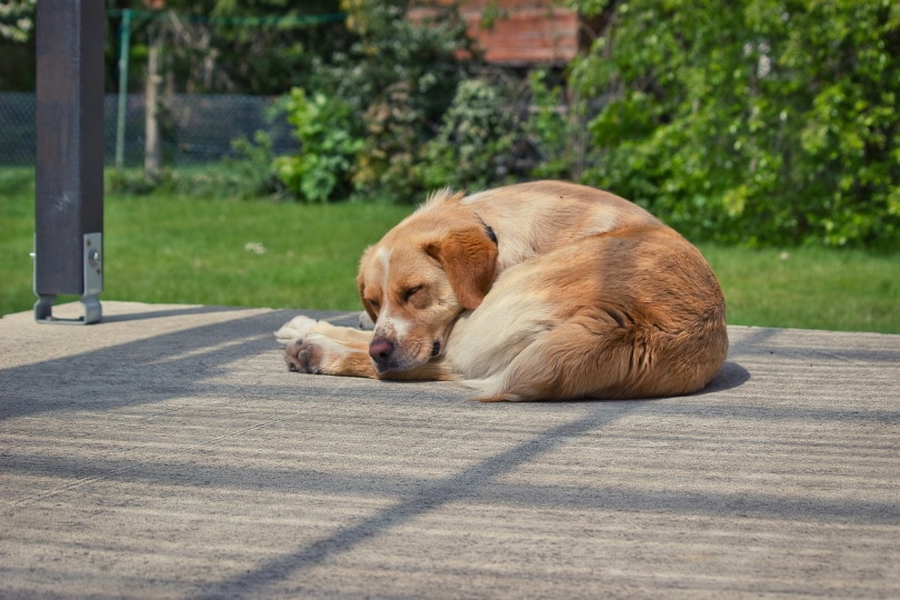 Why Do Dogs Like to Sleep Curled Up? 3 Likely Reasons