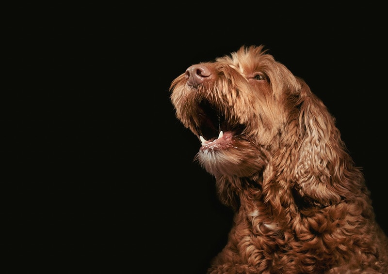 Why Is My Dog Excessively Barking? 5 Common Reasons & How to Stop It