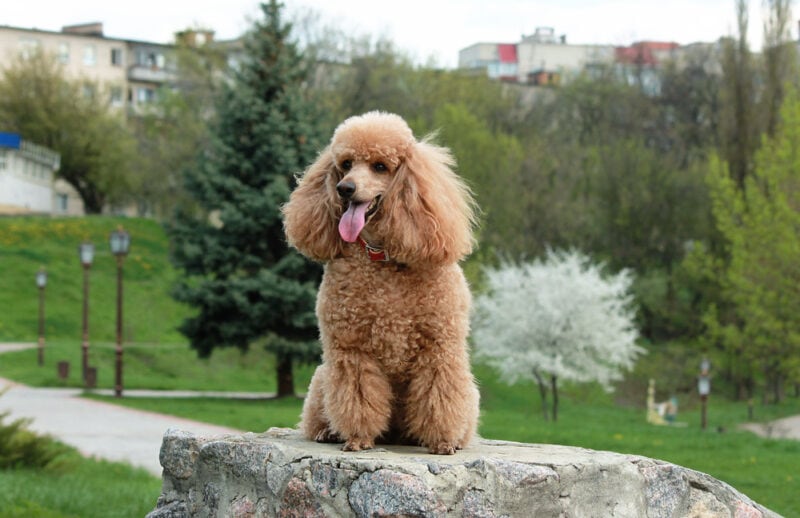 National Brown Dog Day 2026: When It Is & How It's Celebrated