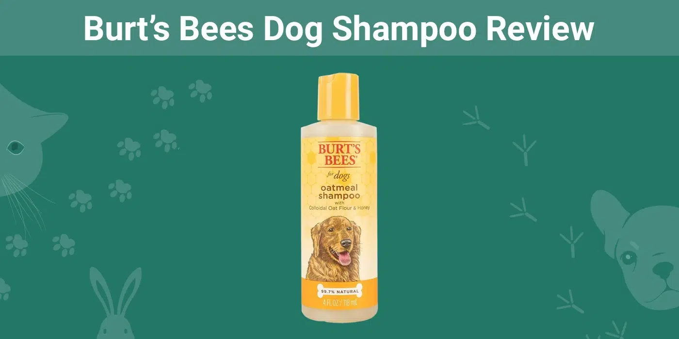 Burt’s Bees Dog Shampoo Review 2026: Our Expert's Opinion