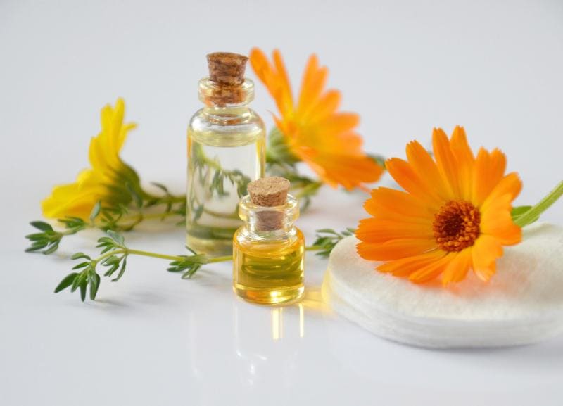 Calendula for Dogs: Vet-Approved Benefits & How to Use it