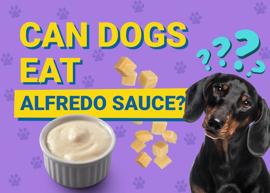 Can Dogs Eat Alfredo Sauce? Vet Reviewed Nutrition Facts