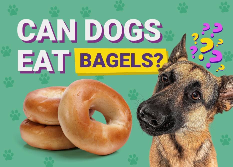 Can Dogs Eat Bagels? Vet-Verified Nutrition Facts & Health Risks