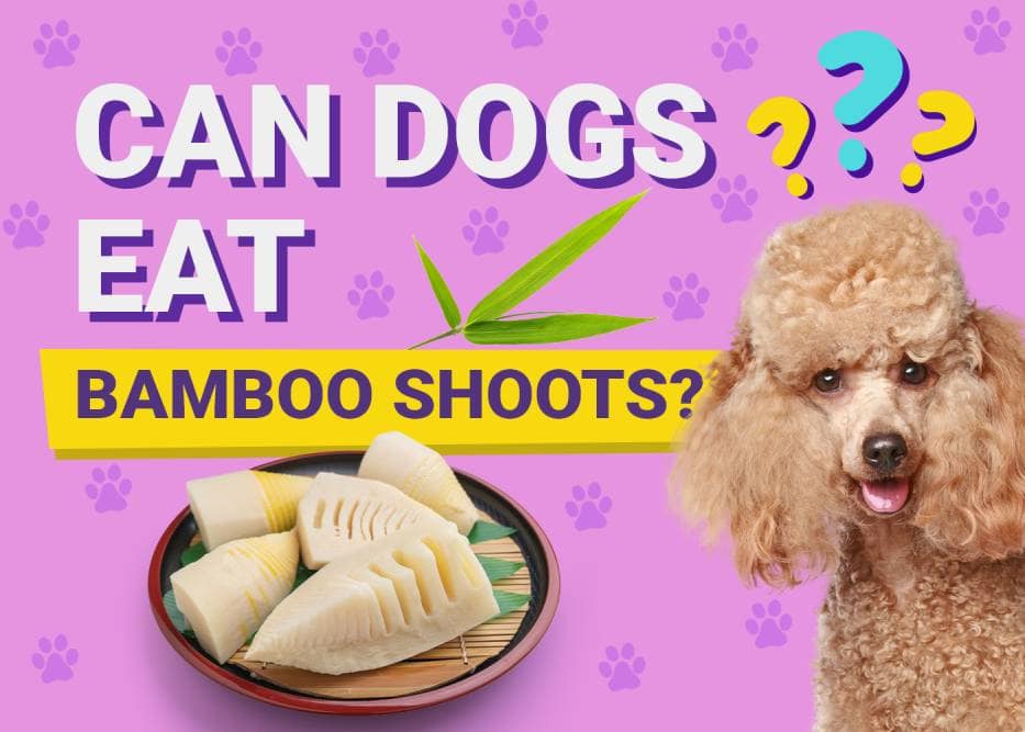 Can Dogs Eat Bamboo Shoots? Vet-Reviewed Facts & FAQ