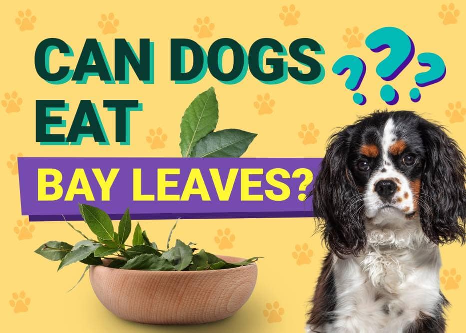 Can Dogs Eat Bay Leaves? Vet Approved Facts & FAQ