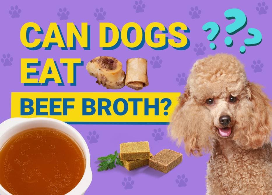 Can Dogs Eat Beef Broth? Vet-Verified Nutrition Facts & FAQ