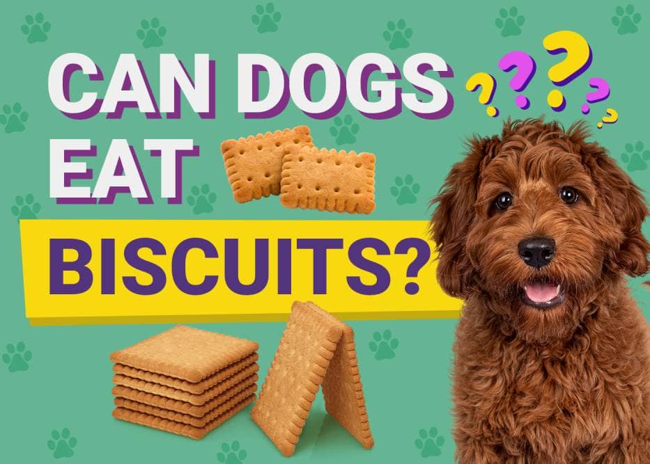 Can Dogs Eat Biscuits? Vet-Approved Facts & Safety Tips