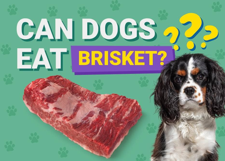 Can Dogs Eat Brisket? Vet-Verified Nutrition Facts & Risks
