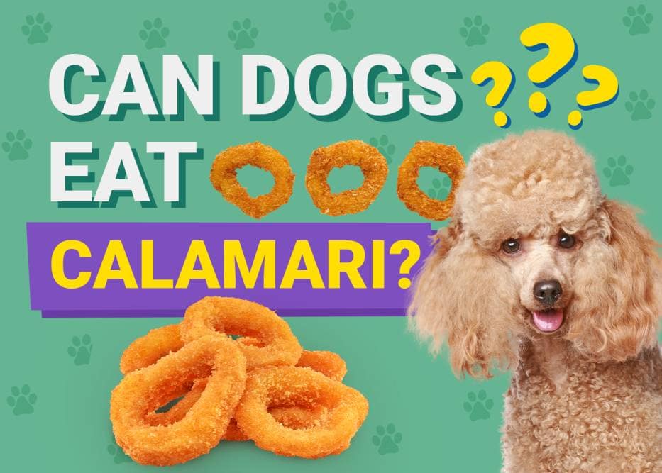 Can Dogs Eat Calamari? Vet-Verified Nutrition Facts & Risks