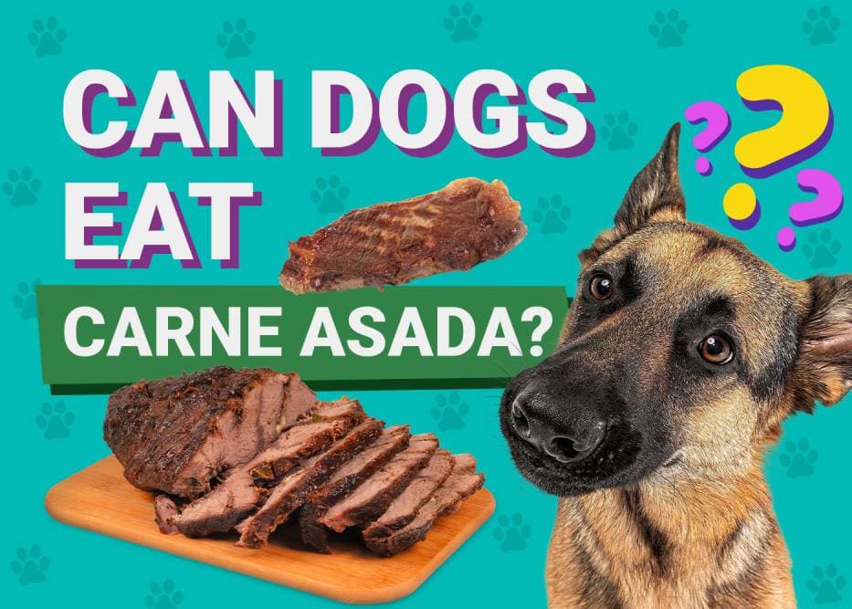 Can Dogs Eat Carne Asada? Vet Reviewed Facts & FAQ