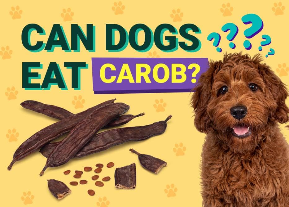 Can Dogs Eat Carob? Vet Reviewed Facts & FAQ