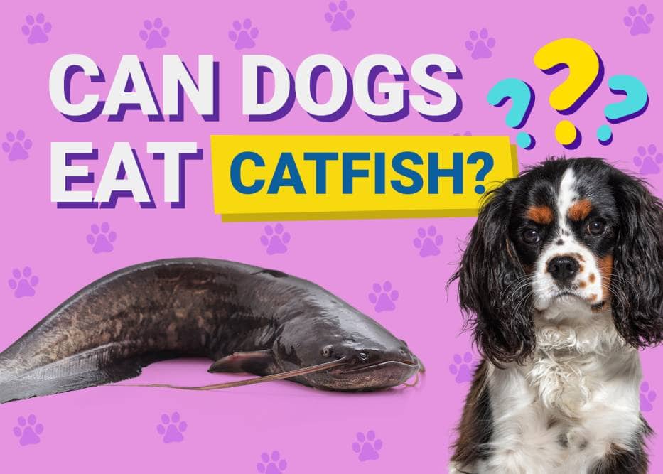Can Dogs Eat Catfish? Vet-Verified Nutrition Info & Facts