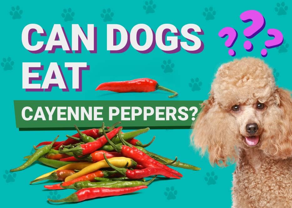 Can Dogs Eat Cayenne Peppers? Vet-Approved Advice