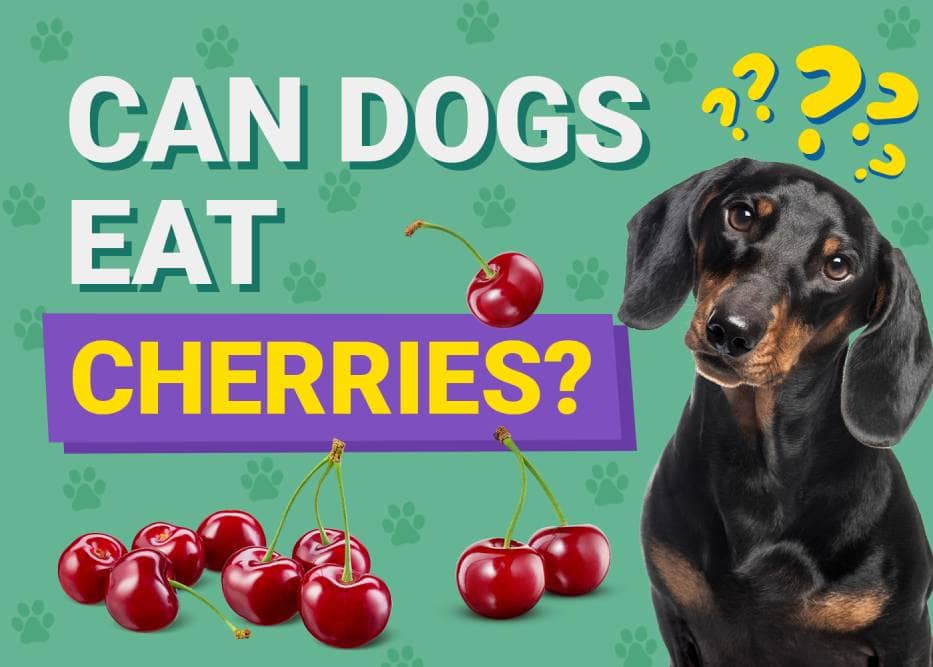 Can Dogs Eat Cherries? Vet-Verified Facts & Considerations