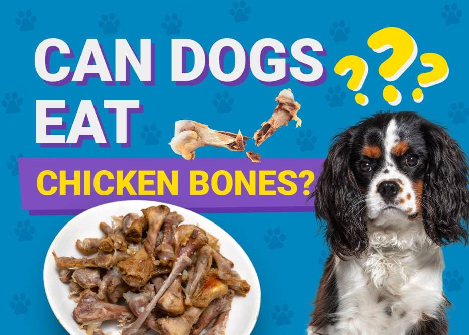 Can Dogs Eat Chicken Bones? Vet-Verified Nutrition Facts & Risks