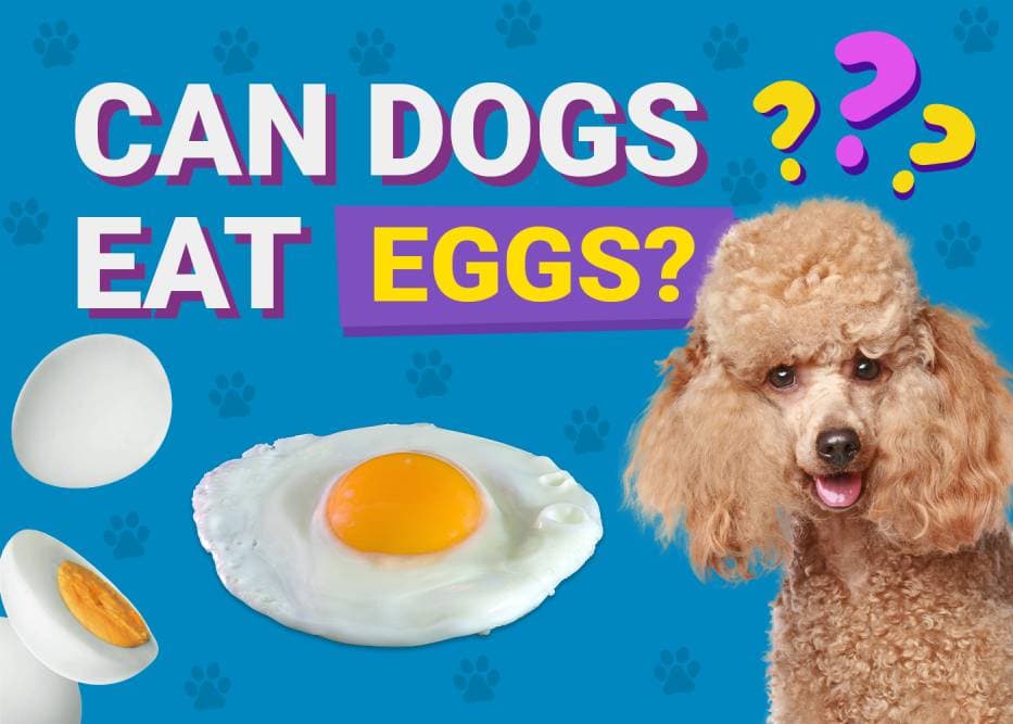 Can Dogs Eat Eggs? Vet-Verified Nutrition Facts & FAQ