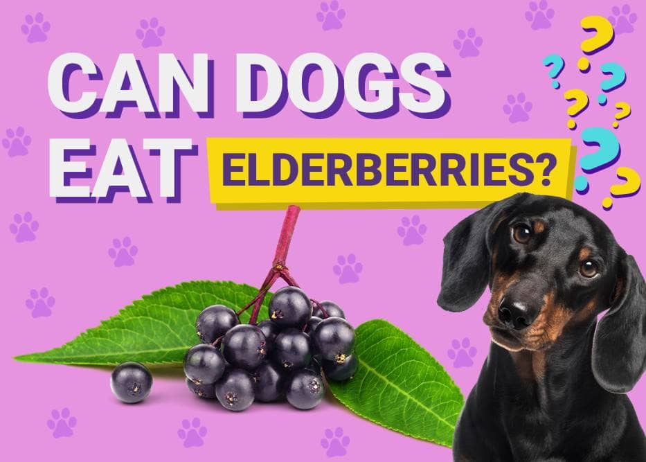 Can Dogs Eat Elderberries? Vet-Verified Facts & FAQ