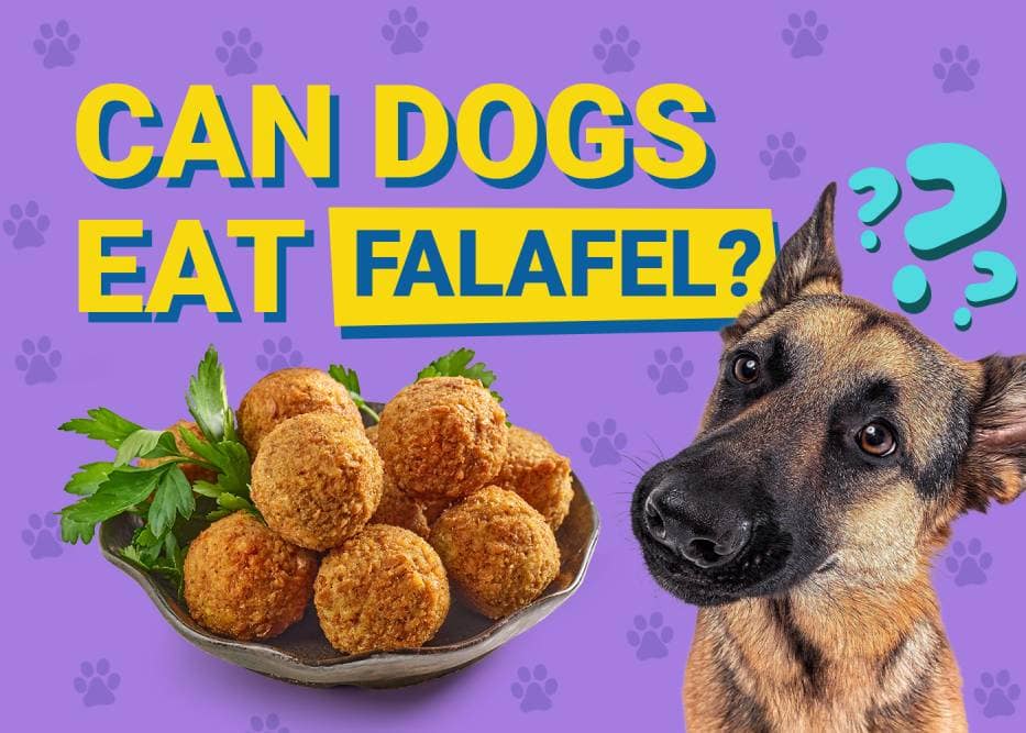 Can Dogs Eat Falafel? Vet Reviewed Facts & FAQ