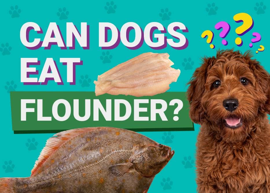 Can Dogs Eat Flounder? Vet Approved Facts & Nutrition Guide