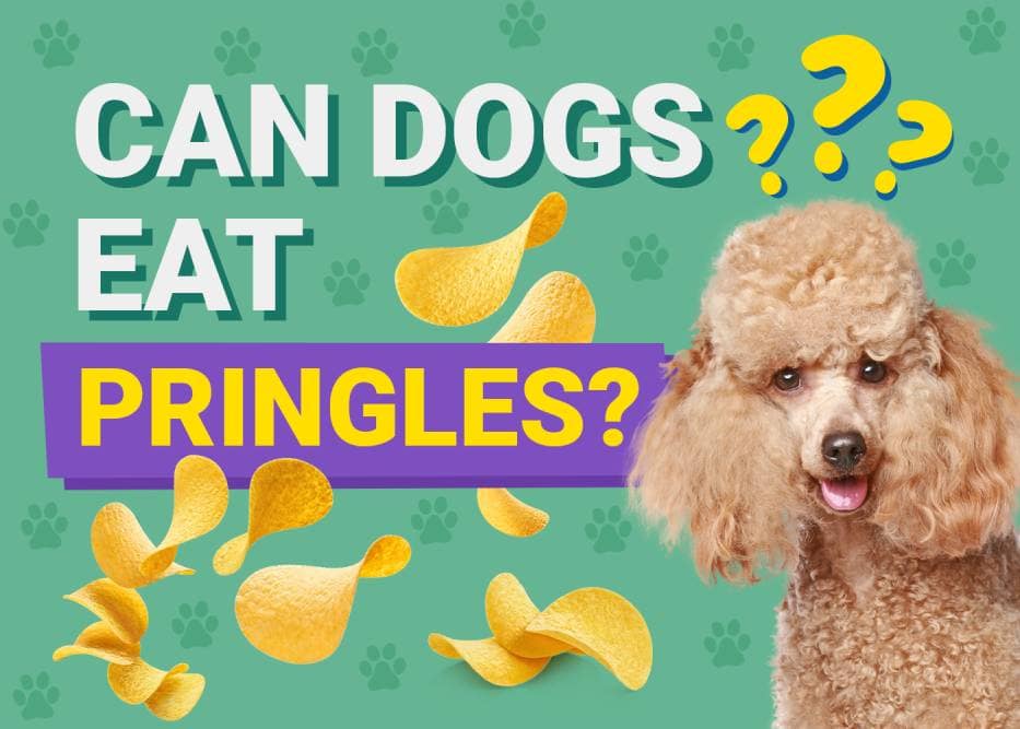 Can Dogs Eat Pringles? Vet-Approved Health Facts & FAQ