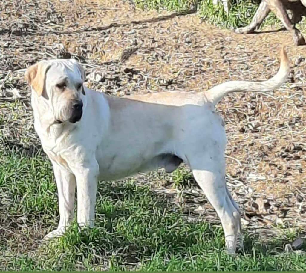 White Cane Corso (Straw Cane Corso): Info, Pictures, History & More