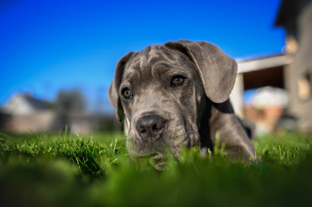How to Potty Train a Cane Corso: 7 Vet-Approved Tips
