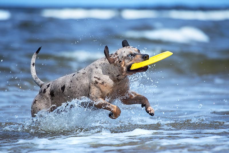 8 Dog Friendly Day Trip Ideas: Fun Canine Adventures
