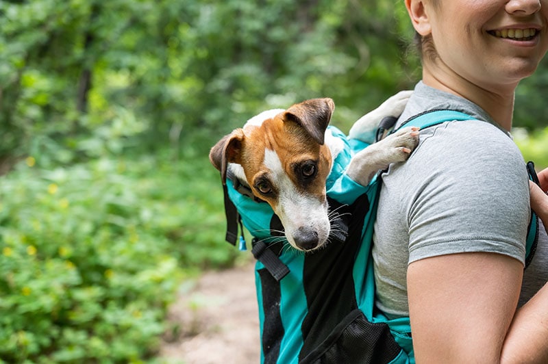 10 Benefits of Traveling With Dogs for You & Your Pet