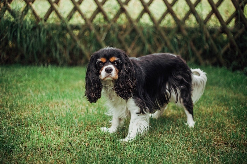 9 Dog Breeds That Don’t Bark: Quiet Pup Info & Pictures