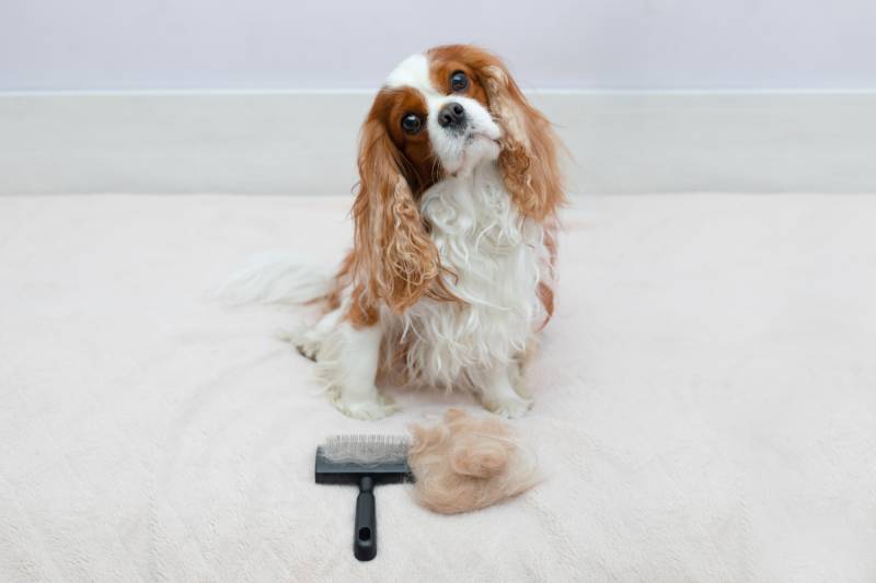 Does a Cavalier King Charles Spaniel Shed a Lot? Vet-Verified Tips, Maintenance & FAQ
