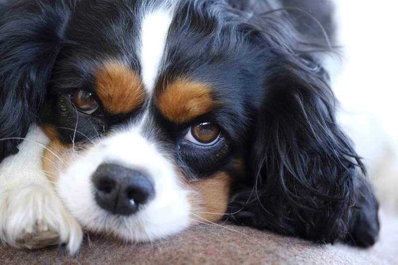 4 Adorable Cavalier King Charles Spaniel Haircuts (with Pictures)